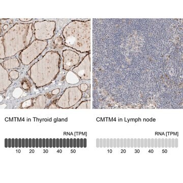 Anti-CMTM4 antibody produced in rabbit Prestige Antibodies&#174; Powered by Atlas Antibodies, affinity isolated antibody, buffered aqueous glycerol solution