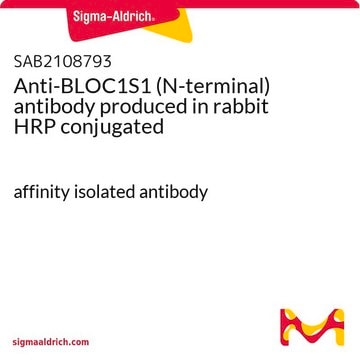 Anti-BLOC1S1 (N-terminal) antibody produced in rabbit HRP conjugated affinity isolated antibody