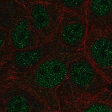 Anti-E4F1 antibody produced in rabbit Prestige Antibodies&#174; Powered by Atlas Antibodies, affinity isolated antibody