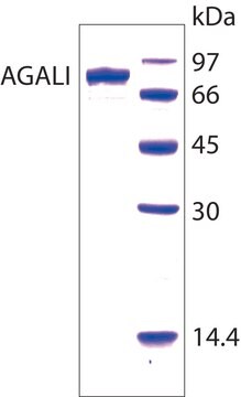 &#945;-Galactosidase I, Alkaline from Cucumis melo