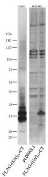 Anti-HD-polySer-Ct serum, from rabbit