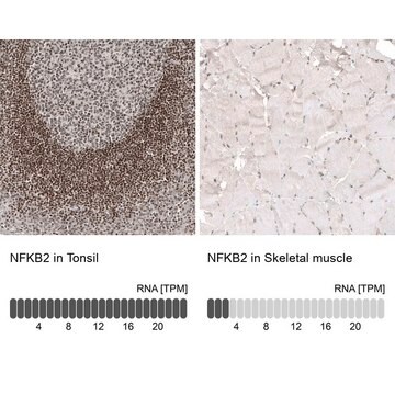 Monoclonal Anti-NFKB2 antibody produced in mouse Prestige Antibodies&#174; Powered by Atlas Antibodies, clone CL8266, purified immunoglobulin, buffered aqueous glycerol solution