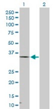 Anti-HSD17B7 antibody produced in rabbit purified immunoglobulin, buffered aqueous solution