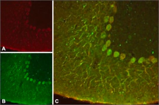 Anti-Potassium Channel K2P4.1 (TRAAK) affinity isolated antibody, lyophilized powder