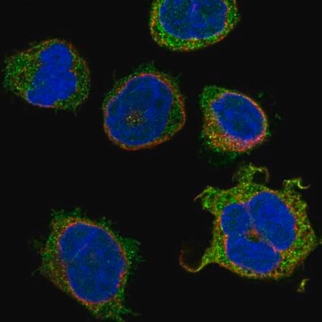 Anti-Kcnq1 Antibody Produced In Rabbit Prestige Antibodies&#174; Powered by Atlas Antibodies, affinity isolated antibody, buffered aqueous glycerol solution