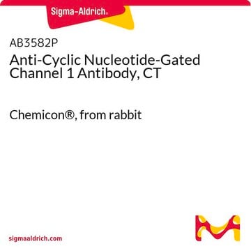 Anti-Cyclic Nucleotide-Gated Channel 1 Antibody, CT Chemicon&#174;, from rabbit