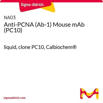 抗-PCNA（Ab-1）小鼠单克隆抗体（PC10） liquid, clone PC10, Calbiochem&#174;