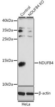 Anti-NDUFB4 antibody produced in rabbit