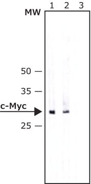 Anticorps anti-c-Myc clone 9E10, purified from hybridoma cell culture