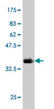 Anti-ARSB Mouse mAb (1A4) liquid, clone 1A4, Calbiochem&#174;