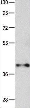 Anti-MADCAM1 antibody produced in rabbit affinity isolated antibody