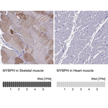 Anti-MYBPH antibody produced in rabbit Prestige Antibodies&#174; Powered by Atlas Antibodies, affinity isolated antibody