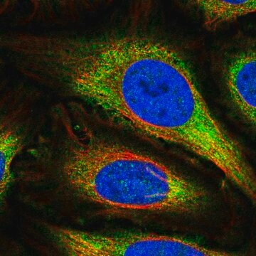 Anti-Gpr157 Antibody Produced In Rabbit Prestige Antibodies&#174; Powered by Atlas Antibodies, affinity isolated antibody, buffered aqueous glycerol solution