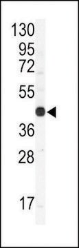 ANTI-CONNEXIN 43(N-TERMINAL) antibody produced in rabbit IgG fraction of antiserum, buffered aqueous solution