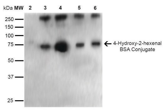 Monoclonal Anti-4-Hydroxy-2-hexenal antibody produced in mouse clone 6F10