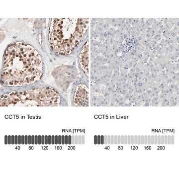 Anti-CCT5 antibody produced in rabbit Prestige Antibodies&#174; Powered by Atlas Antibodies, affinity isolated antibody, buffered aqueous glycerol solution