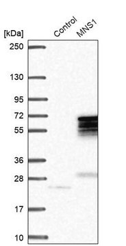 Anti-MNS1 antibody produced in rabbit Prestige Antibodies&#174; Powered by Atlas Antibodies, affinity isolated antibody, buffered aqueous glycerol solution