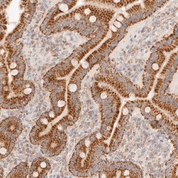 Anti-COA6 antibody produced in rabbit Prestige Antibodies&#174; Powered by Atlas Antibodies, affinity isolated antibody, buffered aqueous glycerol solution