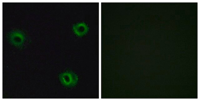 Anti-NTR2 antibody produced in rabbit affinity isolated antibody