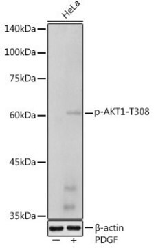 Anti-Phospho-AKT1-T308 antibody produced in rabbit