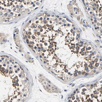 Anti-CSDE1 antibody produced in rabbit Prestige Antibodies&#174; Powered by Atlas Antibodies, affinity isolated antibody, buffered aqueous glycerol solution