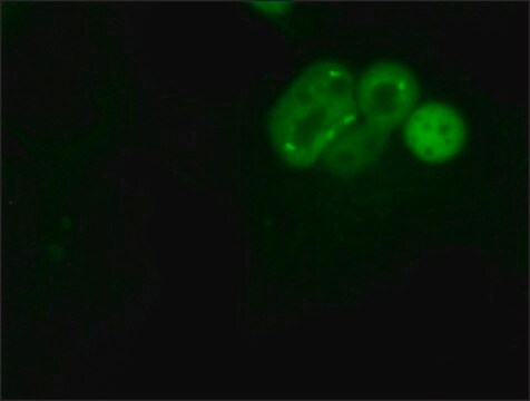 Monoclonal Anti-BUB1 antibody produced in mouse 2&#160;mg/mL, clone 14H5, purified immunoglobulin, buffered aqueous solution