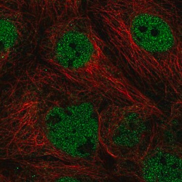 Anti-ACTL6A antibody produced in rabbit Prestige Antibodies&#174; Powered by Atlas Antibodies, affinity isolated antibody