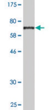 Monoclonal Anti-TRAF1 antibody produced in mouse clone 1A6, purified immunoglobulin, buffered aqueous solution