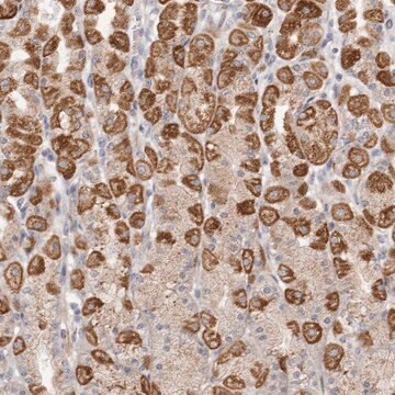 Anti-USP24 antibody produced in rabbit Prestige Antibodies&#174; Powered by Atlas Antibodies, affinity isolated antibody, buffered aqueous glycerol solution, ab2