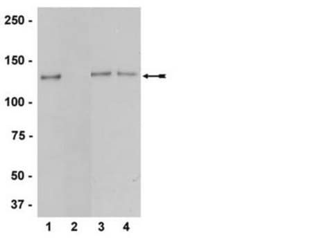 Anti-phospho-eNOS/NOS III (Thr495) Antibody, rabbit monoclonal culture supernatant, Upstate&#174;