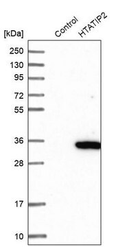 Anti-HTATIP2 antibody produced in rabbit Prestige Antibodies&#174; Powered by Atlas Antibodies, affinity isolated antibody, buffered aqueous glycerol solution