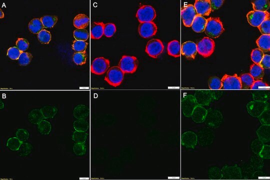 Anti-phospho Lyn (Tyr507) Antibody, clone 1I11 ZooMAb&#174; Rabbit Monoclonal recombinant, expressed in HEK 293 cells