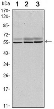 Anti-SMAD6 Antibody, clone 5H3 ascites fluid, clone 5H3, from mouse