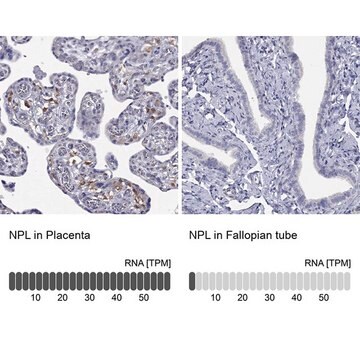 Anti-NPL antibody produced in rabbit Prestige Antibodies&#174; Powered by Atlas Antibodies, affinity isolated antibody, buffered aqueous glycerol solution