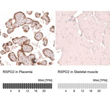 Monoclonal Anti-Rspo2 Antibody Produced In Mouse Prestige Antibodies&#174; Powered by Atlas Antibodies, clone CL14321, affinity isolated antibody, buffered aqueous glycerol solution