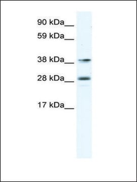 Anti-MEF2B antibody produced in rabbit IgG fraction of antiserum