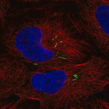 Anti-ISL2 antibody produced in rabbit Prestige Antibodies&#174; Powered by Atlas Antibodies, affinity isolated antibody