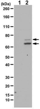 Anti-phospho-Syk (Tyr323) from rabbit, purified by affinity chromatography