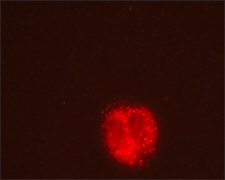 Monoclonal Anti-PECR antibody produced in mouse clone PECR-B172, culture supernatant