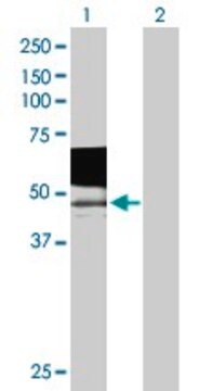 Anti-PSG9 antibody produced in mouse purified immunoglobulin, buffered aqueous solution