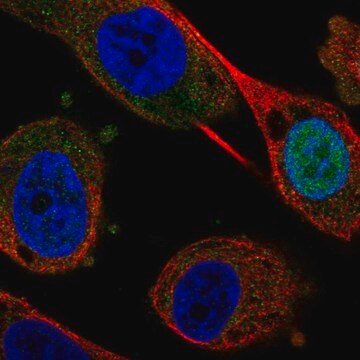 Anti-FEZF1 antibody produced in rabbit Prestige Antibodies&#174; Powered by Atlas Antibodies, affinity isolated antibody