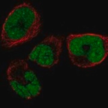 Anti-SMNDC1 antibody produced in rabbit Prestige Antibodies&#174; Powered by Atlas Antibodies, affinity isolated antibody, buffered aqueous glycerol solution