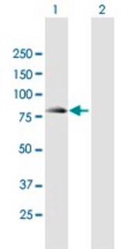 Anti-SEC16B antibody produced in mouse purified immunoglobulin, buffered aqueous solution