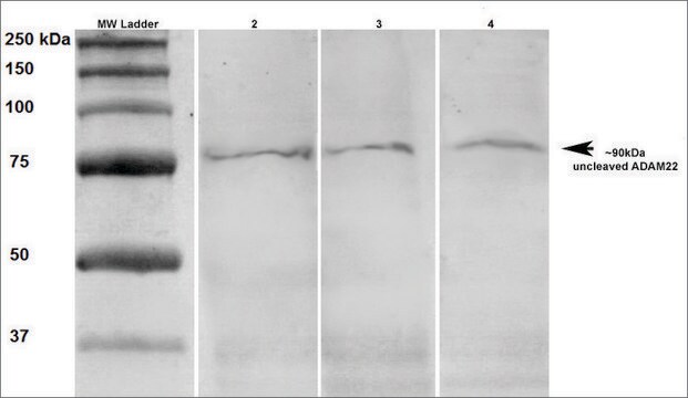 Monoclonal Anti-Adam22 - Atto 700 antibody produced in mouse clone S57-2, purified immunoglobulin