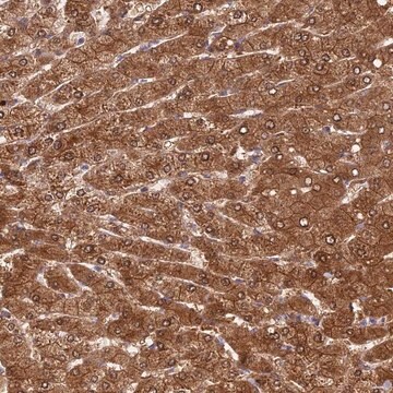 Anti-FUOM antibody produced in rabbit Prestige Antibodies&#174; Powered by Atlas Antibodies, affinity isolated antibody, buffered aqueous glycerol solution