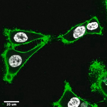 Colorant pour cellules vivantes BioTracker&#8482; MemBright&nbsp;488