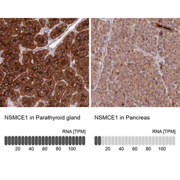 Anti-NSMCE1 antibody produced in rabbit Prestige Antibodies&#174; Powered by Atlas Antibodies, affinity isolated antibody, buffered aqueous glycerol solution