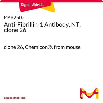 Anticorps anti-fibrilline-1, NT, clone 26 clone 26, Chemicon&#174;, from mouse