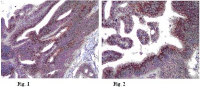 Anti-LAMP-3 Antibody, clone 16H11.2 clone 16H11.2, from mouse