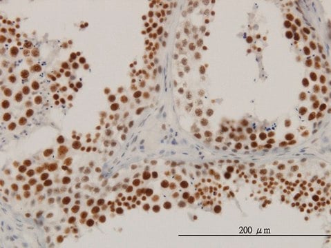 Monoclonal Anti-RBBP6 antibody produced in mouse clone 5A11, purified immunoglobulin, buffered aqueous solution